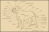 Click Here for Points of an Alapaha